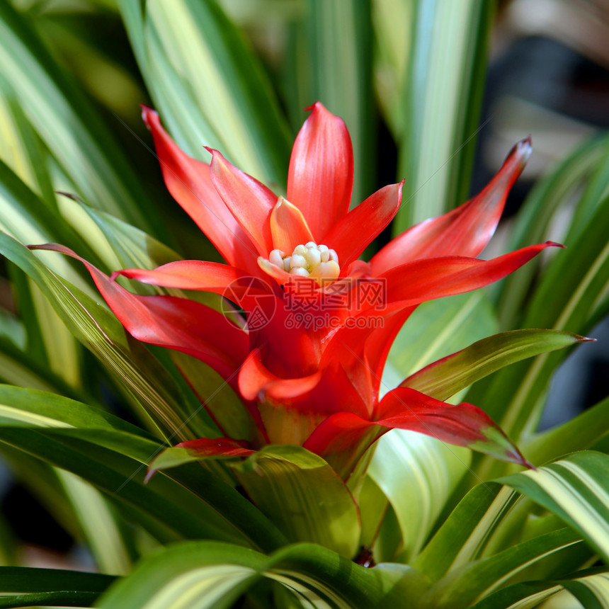 Bromeliad或UrnPlantAechmeafasciata是巴图片