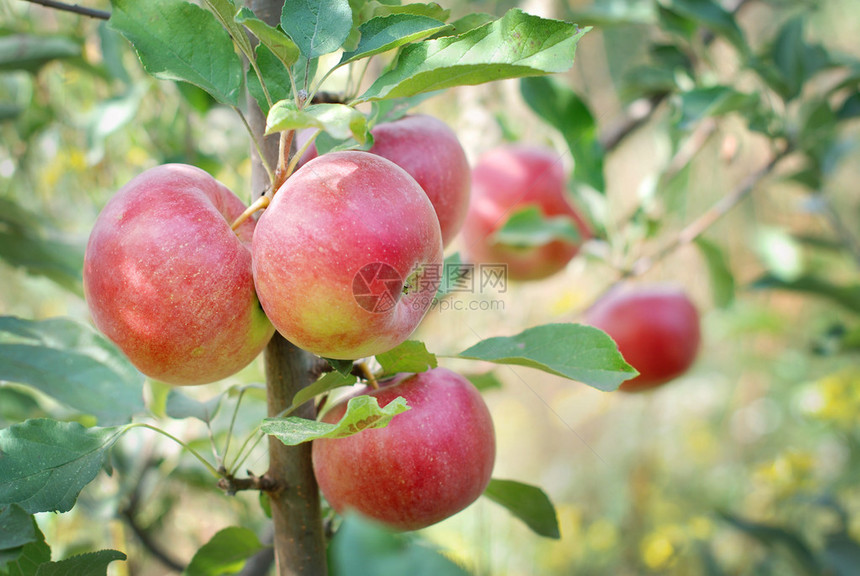 红苹果的苹果树图片
