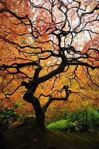 日本枫树的一个分支在五颜六色的秋天图片
