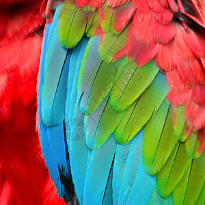 绿翅金刚鹦鹉羽毛图案的美丽背景图片