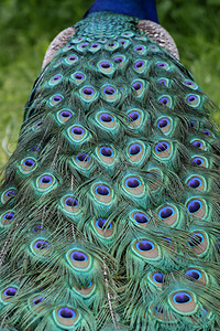 蓝孔雀羽毛图片图片