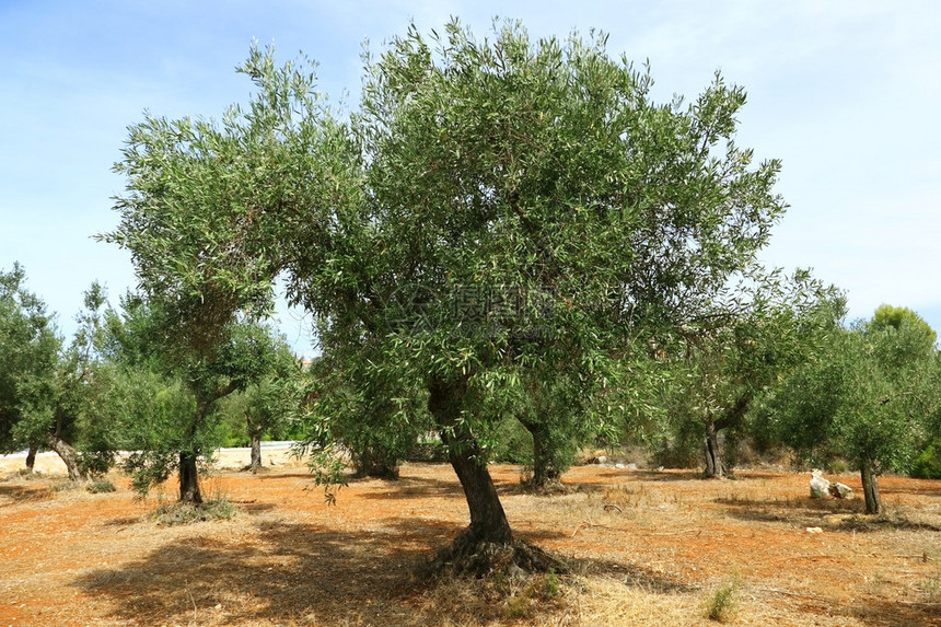 橄榄园红土上的橄榄树图片