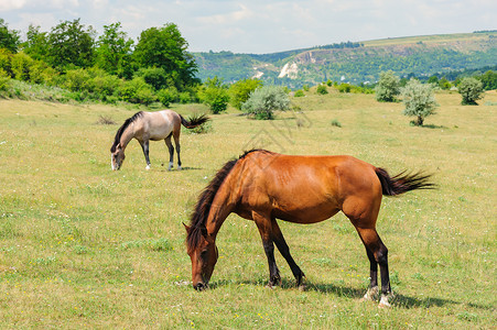 长鬃毛的红马在草地上放牧图片