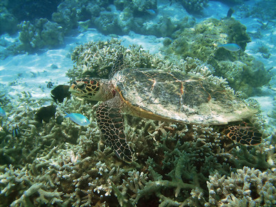 海龟和各种鱼在珊瑚礁上游泳背景图片
