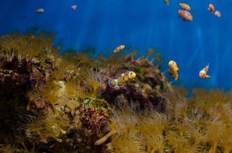 明亮的海底世界珊瑚和鱼图片