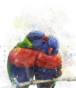 彩虹吸蜜鹦鹉的数字绘画背景图片