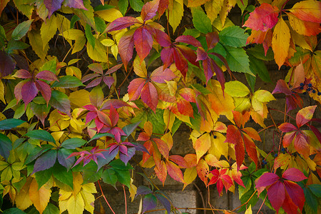 秋叶颜色的秋叶在古老砖墙上参加三卡比塔秋叶图片