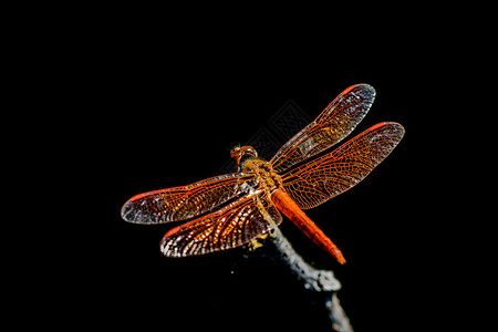 橙色蜻蜓图片