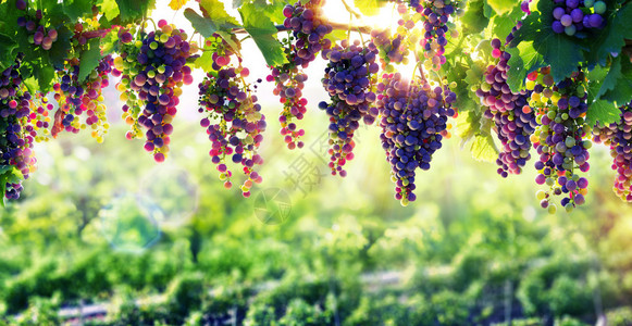 葡萄栽培使葡萄成熟的背景图片