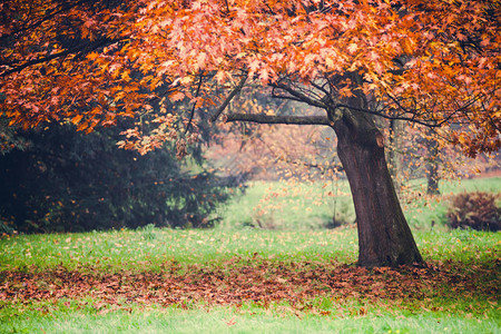 秋天的公园树上五颜六色的树叶图片