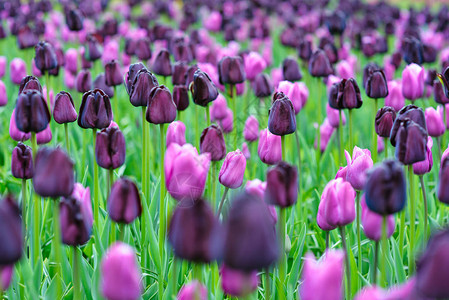 国王花卉园Keukenhof欧洲花园的美丽盛开的郁金香图片