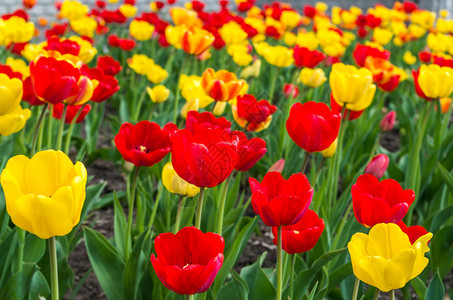春天的红色和黄色郁金香田图片