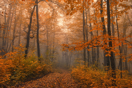 秋雾森林的壮丽景色背景图片