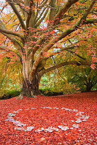 秋瀑的美丽形象植物和蘑菇花丛图片