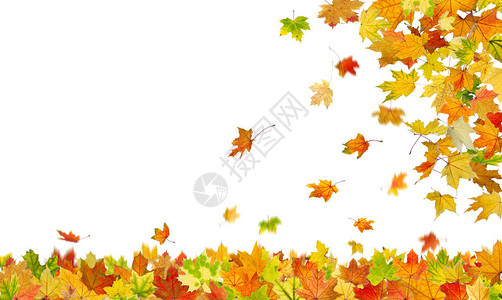 秋天落叶的树叶在白色图片
