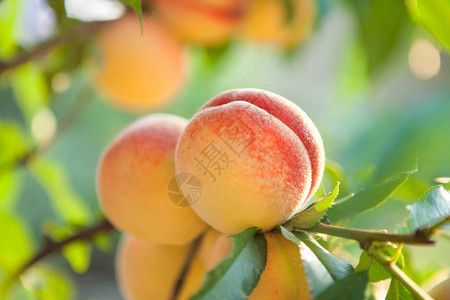 成熟的甜桃果实生长在果园的桃树枝上图片