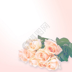 Floral背景玫瑰被白色背景隔开图片