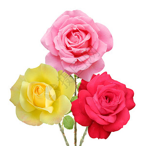 粉色和黄色红玫瑰束图片