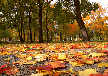 俄罗斯公园的秋天枫树图片