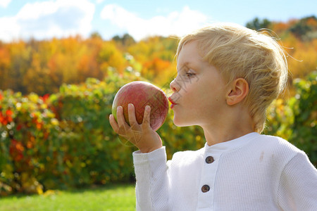 一个聪明的小孩喜欢健康苹果的孩子拿着红苹果在多彩的秋叶花图片