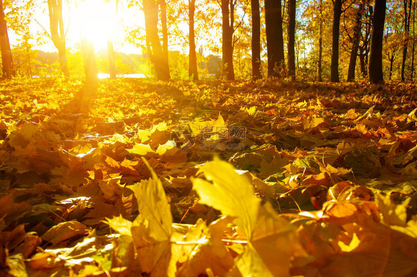 公园里阳光下的秋树图片