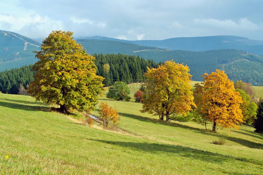 秋季景观中的黄色木材图片