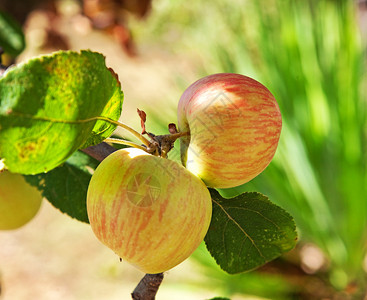 苹果树枝上的苹果图片