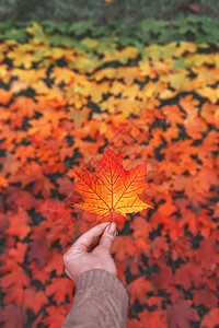 秋叶在手枫叶秋天叶渐变图片
