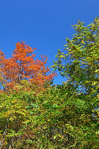 绿叶黄叶和红叶显示秋图片