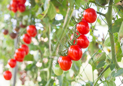 紧闭红番茄挂在种植背景图片