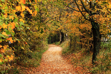 秋天森林小巷里的黄叶图片