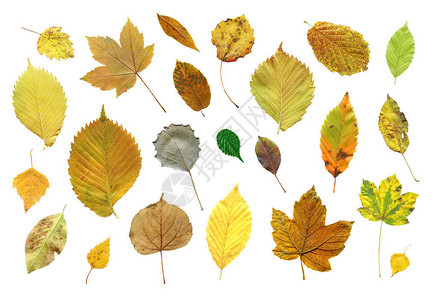 一组彩色秋叶收藏的秋叶集在白色图片