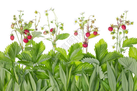 以约翰列农的永生草莓田所孤立的歌曲为基础的植物图片