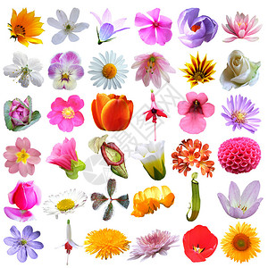 各种花朵收藏在白底图片