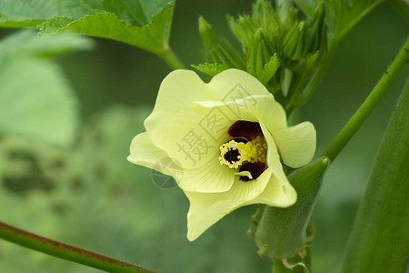 奥克拉植物的黄花AbelmoschusesculentusLMo图片