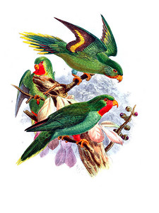 鹦鹉的插图旧图像高清图片