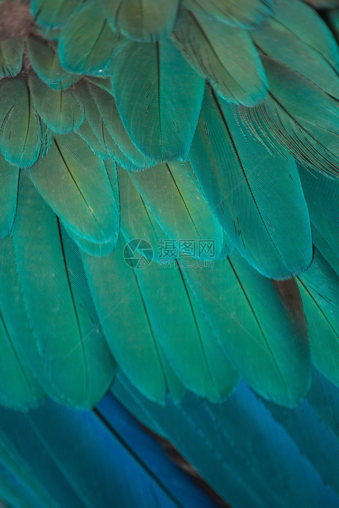 孔雀羽毛细节图片