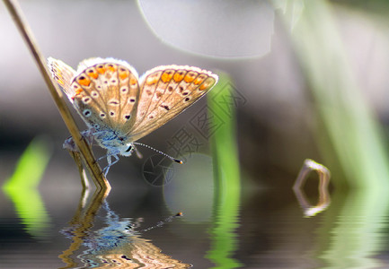 池塘中倒影的蝴蝶图片