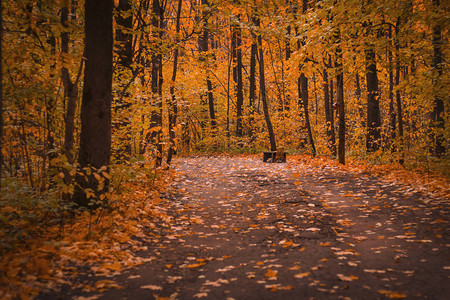 公园里落叶的橙色秋路图片