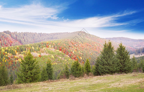 秋季松树和阔叶林的秋季景观图片