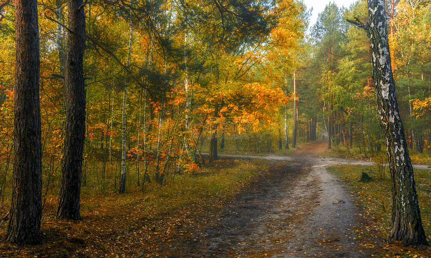 走在树林里秋天秋天的颜色秋天的落叶图片