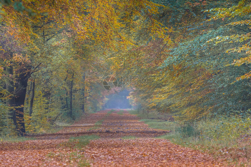 sylvatica的秋天车道图片