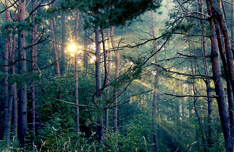 太阳的光芒在晚上的森林里图片