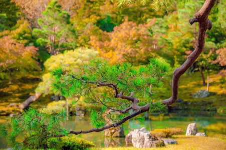 JAPANESEGARDEN秋天在Tenryuji花园和寺庙的美图片