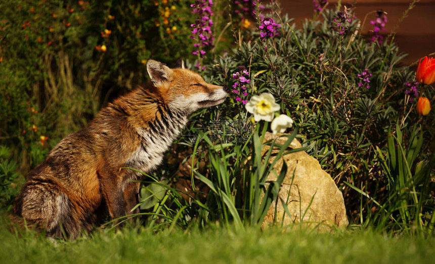 红狐在英国的春天在花园里闻图片