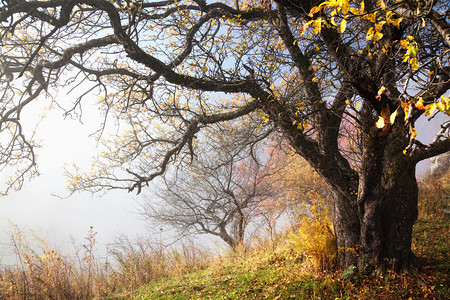 如诗画的秋天树和雾图片
