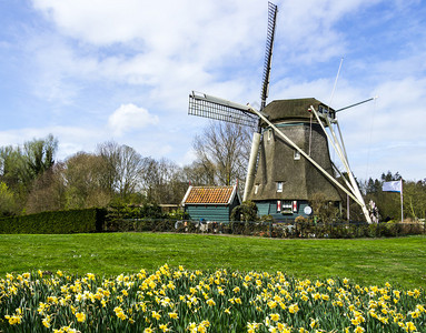 传统荷兰风车与水仙花荷兰图片