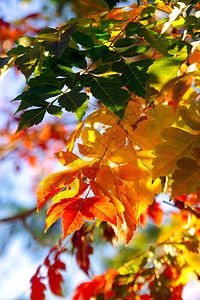 明亮多彩的秋叶树图片