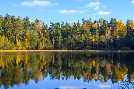 池塘平流水中秋天森林反光爱沙尼图片