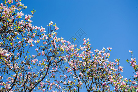 玉兰花春天盛开的玉兰树图片